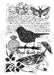 WOODWARE CLEAR STAMPS BIRD ON A BRANCH - FRS736