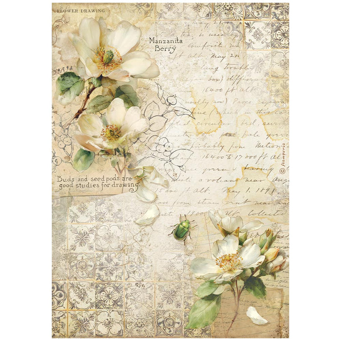 STAMPERIA A4 RICE PAPER PACKED ALL ROUND CAMELLIA - DFSA41120( PRE ORDER NOW SHIPPING EARLY JUNE 2026)