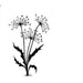 LAVINIA STAMPS DANDELIONS 2 - LAV220